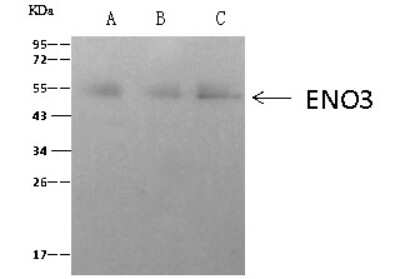 Immunoprecipitation: ENO3 Antibody [NBP2-99420]