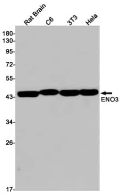 Western Blot: ENO3 Antibody (S07-5B2) [NBP3-14890]