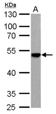 Western Blot: ENO3 Antibody [NBP1-31764]
