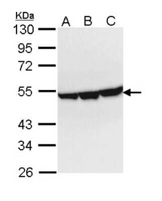 Western Blot: ENO3 Antibody [NBP1-31764]