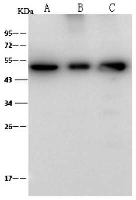 Western Blot: ENO3 Antibody [NBP2-99420]