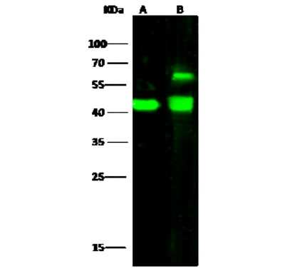 Western Blot: ENO3 Antibody [NBP3-00266]