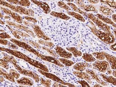 Immunohistochemistry-Paraffin: ENOSF1 Antibody [NBP2-99141]