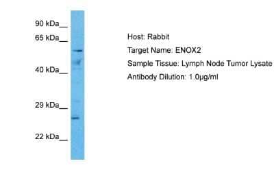 Western Blot: ENOX2 Antibody [NBP2-84855]