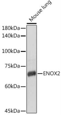 Western Blot: ENOX2 AntibodyAzide and BSA Free [NBP3-05024]