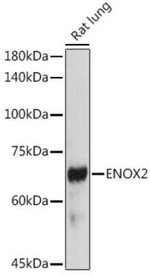 Western Blot: ENOX2 AntibodyAzide and BSA Free [NBP3-05024]