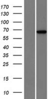 Western Blot: ENOX2 Overexpression Lysate [NBP2-07627]