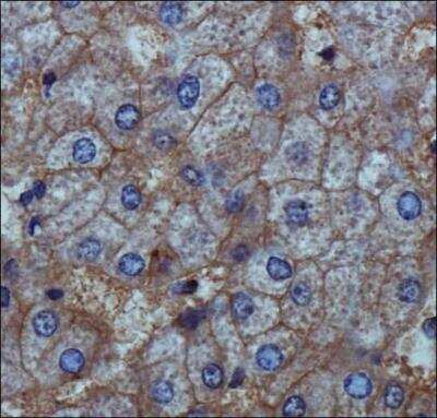 Immunohistochemistry-Paraffin: ENPP-1 Antibody - BSA Free [NB600-816]