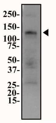 Western Blot: ENPP-1 AntibodyBSA Free [NB600-816]