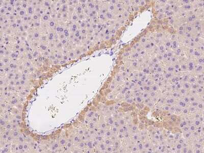 Immunohistochemistry-Paraffin: ENPP-2/Autotaxin Antibody [NBP2-98332]