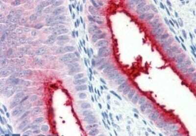 Immunohistochemistry-Paraffin: ENPP-3/CD203c Antibody - BSA Free [NBP1-44365]