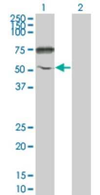 Western Blot: ENPP-5 Antibody (1C5-1D7) [H00059084-M01]