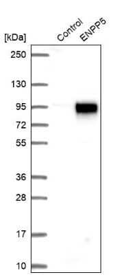 Western Blot: ENPP-5 Antibody [NBP1-86449]