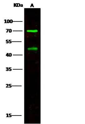 Western Blot: ENPP-7/Alk-SMase Antibody [NBP2-99660]