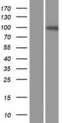 Western Blot: ENPP-3/CD203c Overexpression Lysate [NBP2-07802]