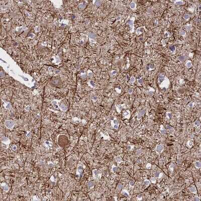 Immunohistochemistry-Paraffin: ENPP6 Antibody [NBP1-82710]