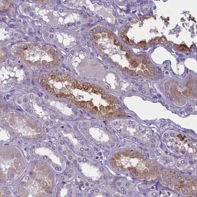 Immunohistochemistry-Paraffin: ENPP6 Antibody [NBP1-82710]