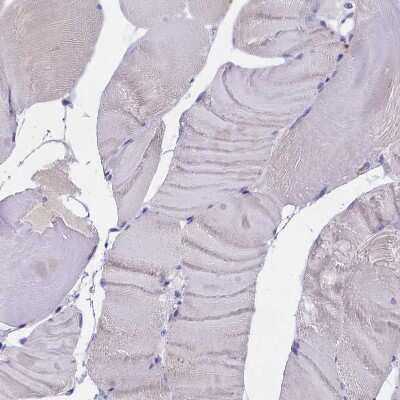 Immunohistochemistry-Paraffin: ENPP6 Antibody [NBP1-82710]