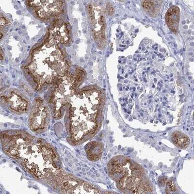 Immunohistochemistry-Paraffin: ENPP6 Antibody [NBP3-17051]