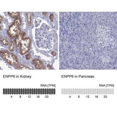 Immunohistochemistry-Paraffin: ENPP6 Antibody [NBP3-17051]