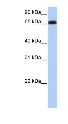 Western Blot: ENTPD7 Antibody [NBP1-79317]