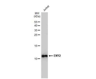 Western Blot: ENY2 Antibody (245) [NBP2-43547]