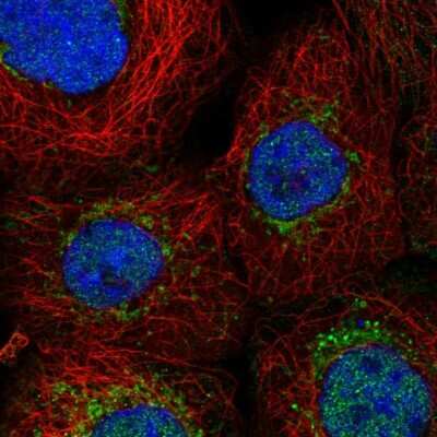 Immunocytochemistry/ Immunofluorescence: ENY2 Antibody [NBP1-90598]