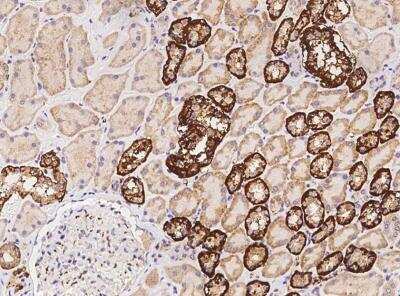 Immunohistochemistry-Paraffin: ENY2 Antibody [NBP3-06133]