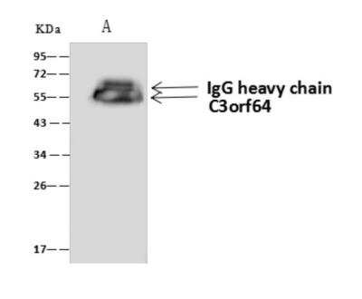 Immunoprecipitation: EOGT/AER61 Antibody [NBP3-05987]