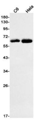 Western Blot: EOGT/AER61 Antibody (S02-0E5) [NBP3-19559]