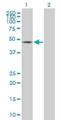 Western Blot: EOGT/AER61 Antibody [H00285203-B01P]