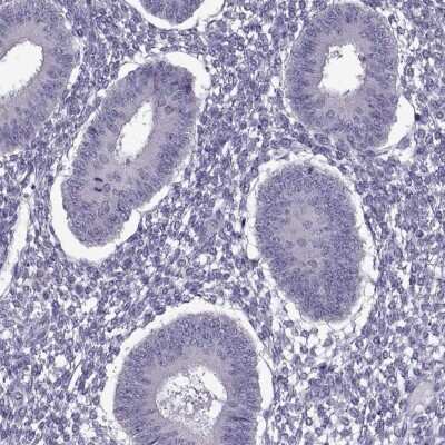 Immunohistochemistry-Paraffin: EP400NL Antibody [NBP2-49551]