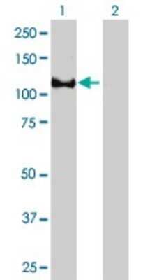 Western Blot: EPB41 Antibody (3D9) [H00002035-M01]