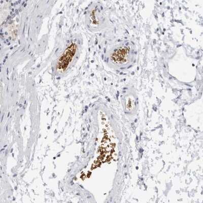 Immunohistochemistry-Paraffin: EPB41 Antibody [NBP1-89371]