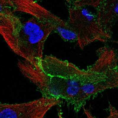 Immunocytochemistry/ Immunofluorescence: EPB41L1 Antibody [NBP2-31572]