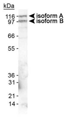 Western Blot: EPB41L3 AntibodyBSA Free [NB110-61027]