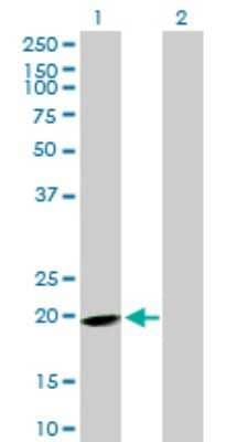 Western Blot: EPB41L4A Antibody [H00064097-B01P]