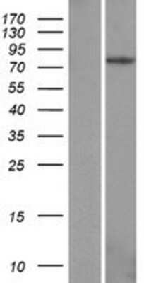 Western Blot: EPB41L4A Overexpression Lysate [NBP2-06461]