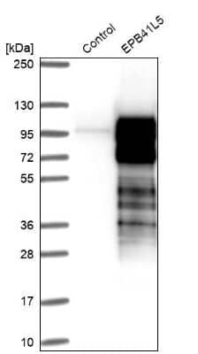 Western Blot: EPB41L5 Antibody [NBP2-38354]