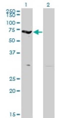 Western Blot: EPB42 Antibody (2G12) [H00002038-M01]