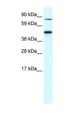 Western Blot: EPB42 Antibody [NBP1-56647]