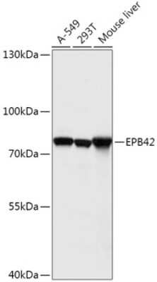 Western Blot: EPB42 AntibodyAzide and BSA Free [NBP3-04379]