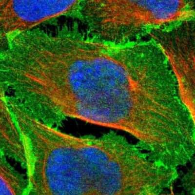 Immunocytochemistry/ Immunofluorescence: EPB4IL2 Antibody [NBP1-90326]