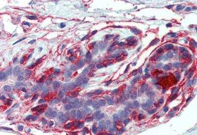 Immunohistochemistry-Paraffin: EPB4IL2 Antibody [NBP1-06033]