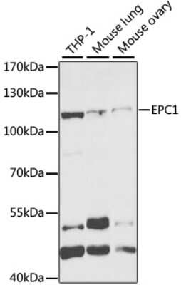 Western Blot: EPC1 AntibodyBSA Free [NBP3-04636]