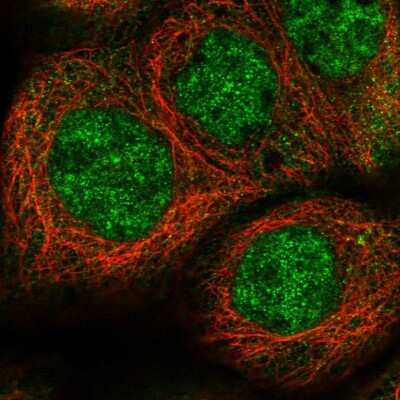 Immunocytochemistry/ Immunofluorescence: EPC2 Antibody [NBP1-90523]