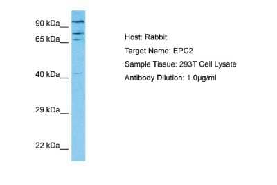 Western Blot: EPC2 Antibody [NBP2-83009]