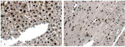 Immunohistochemistry: EphA4 Antibody (11C13) - Azide and BSA Free [NB110-93604]