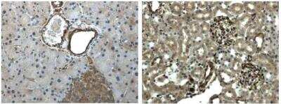 Immunohistochemistry: EphA6 Antibody (9J12) - Azide and BSA Free [NB110-93605]