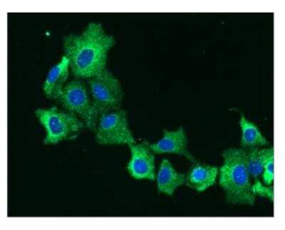 Immunocytochemistry/ Immunofluorescence: EPHX1 Antibody (2E5) - BSA Free [NBP1-30163]